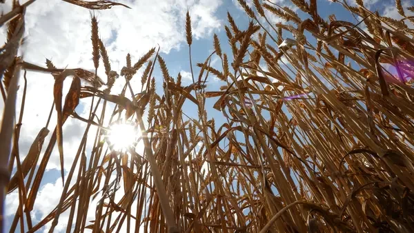 India considering long-term purchases of pulses and wheat from Russia