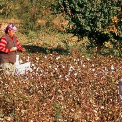 امریکہ نے چینی 'نسل کشی' کپاس کی درآمد روک دی۔