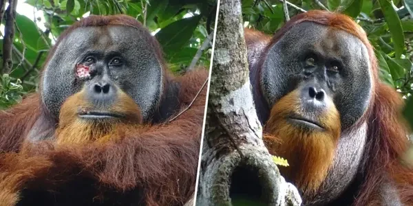 In Historic Moment, Orangutan Uses Medicinal Plant to Treat Wound, a Global First