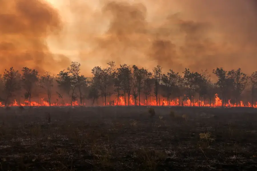 Flames and smoke rise from a line of trees as a wildfire burns at the Dadia National Park in the region of Evros, Greece, on September 1, 2023. [Alexandros Avramidis/Reuters]