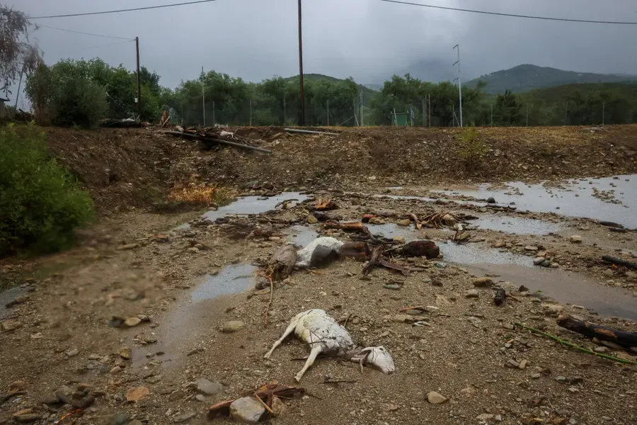 Dead sheep in the city of Volos, Greece, on September 6, 2023, following floods caused by Storm Daniel. [Giorgos Moutafis/Reuters]