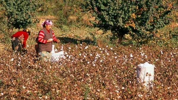 US halts Chinese 'genocide' cotton imports.