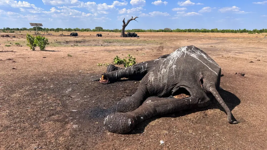An elephant's body lies metres from a watering hole in Hwange National Park, Zimbabwe, on December 5, 2023. At least 100 elephants died in the country's largest national park due to drought, their decaying carcasses a grisly sign of what wildlife authorities and conservation groups say is the impact of climate change and the El Nino weather phenomenon. [Privilege Musvanhiri/IFAW via AP]